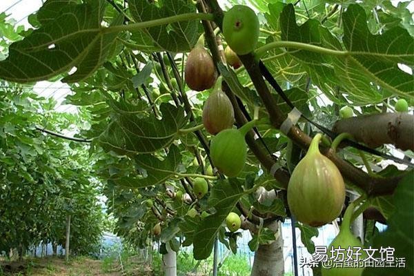 石榴树和无花果喷什么药比较安全低毒?