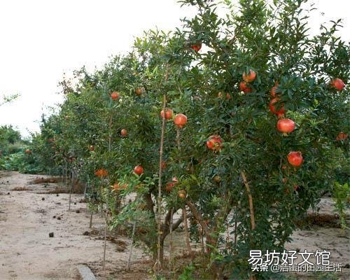 石榴树和无花果喷什么药比较安全低毒?