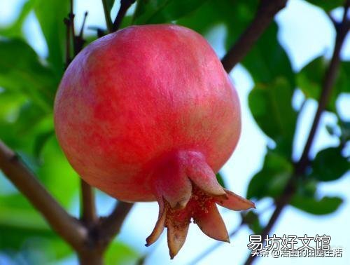 石榴树和无花果喷什么药比较安全低毒?