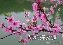 春天里百花开，哪些树是先开花后长叶？哪些树是先长叶后开花？
