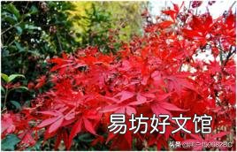 春天里百花开，哪些树是先开花后长叶？哪些树是先长叶后开花？