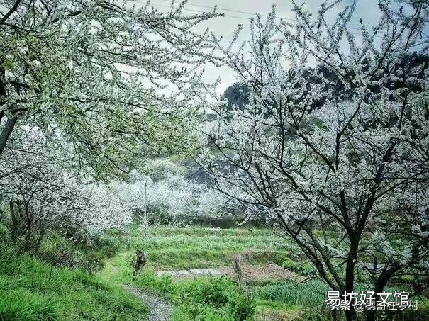 春天里百花开，哪些树是先开花后长叶？哪些树是先长叶后开花？