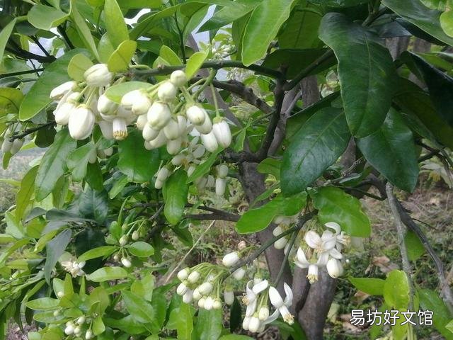 春天里百花开，哪些树是先开花后长叶？哪些树是先长叶后开花？