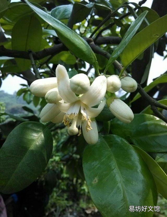 春天里百花开，哪些树是先开花后长叶？哪些树是先长叶后开花？