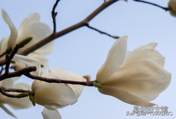 春天里百花开，哪些树是先开花后长叶？哪些树是先长叶后开花？