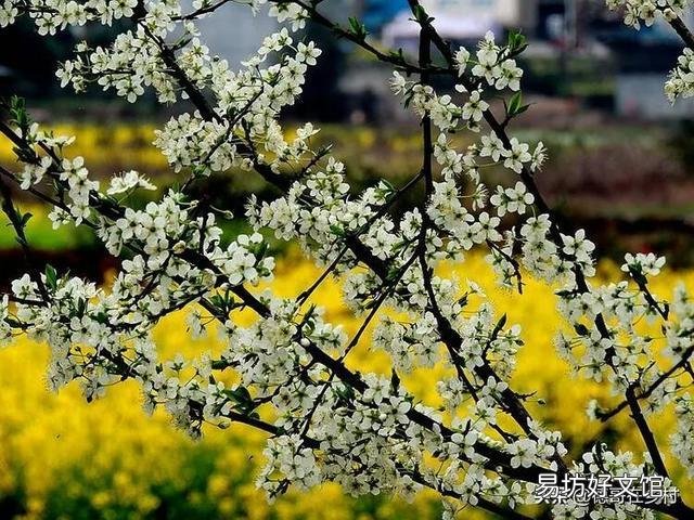 春天里百花开，哪些树是先开花后长叶？哪些树是先长叶后开花？