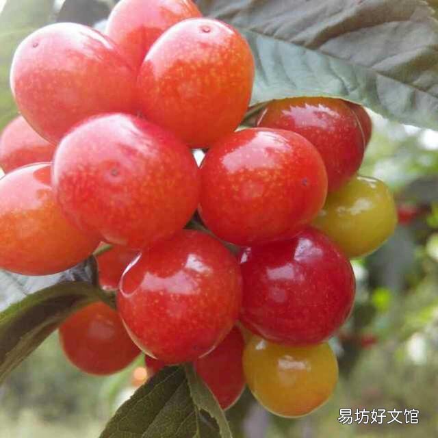 什么是樱桃？