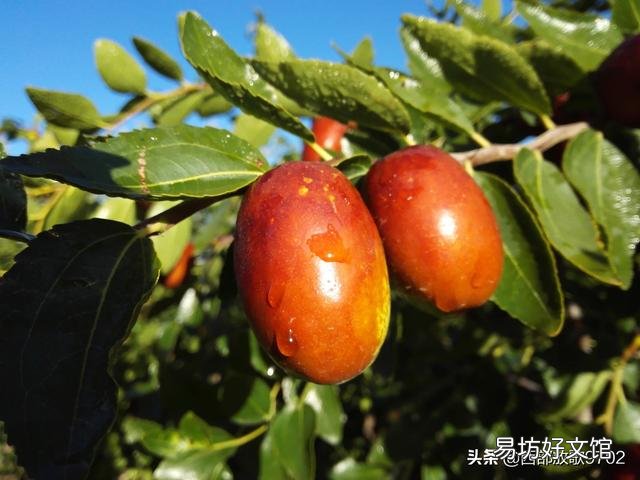 枣树开春以后什么候喷石榴合汁好?