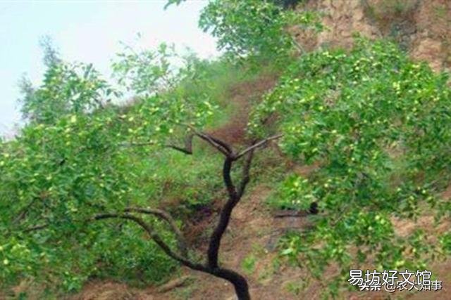 枣树开春以后什么候喷石榴合汁好?