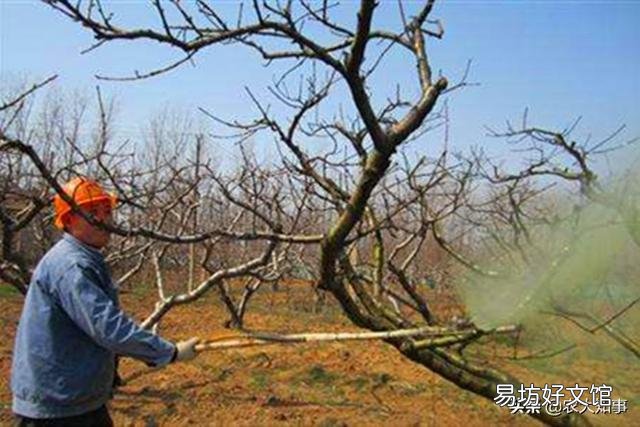枣树开春以后什么候喷石榴合汁好?