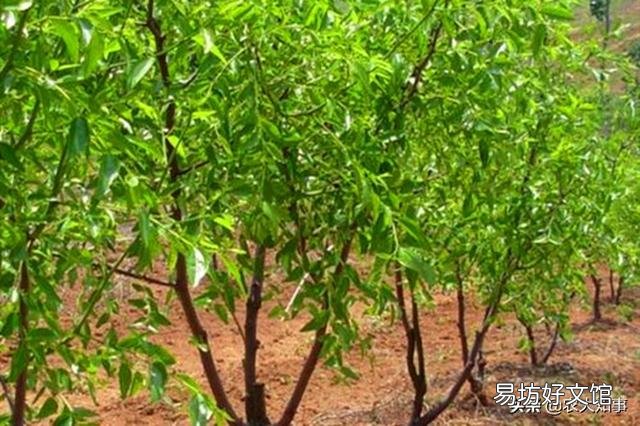 枣树开春以后什么候喷石榴合汁好?