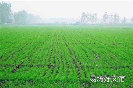 过了雨水了，能栽小麦吗？