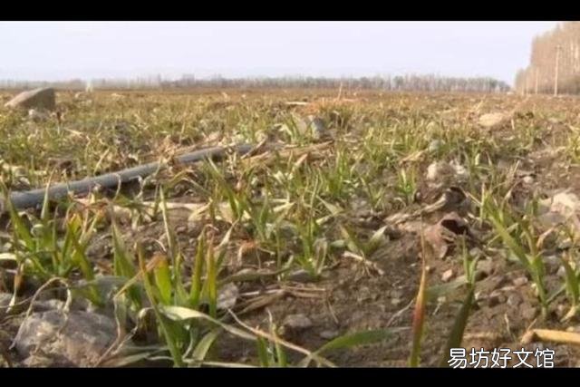 过了雨水了，能栽小麦吗？