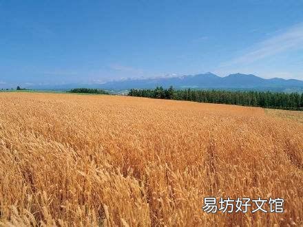 过了雨水了，能栽小麦吗？