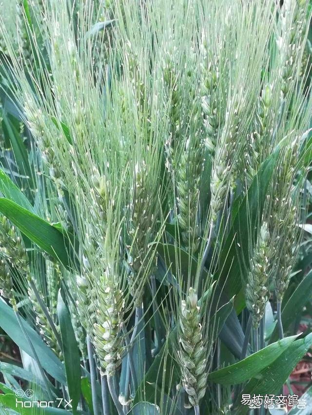 村里面不让种玉米,指点种植这样做对不对?