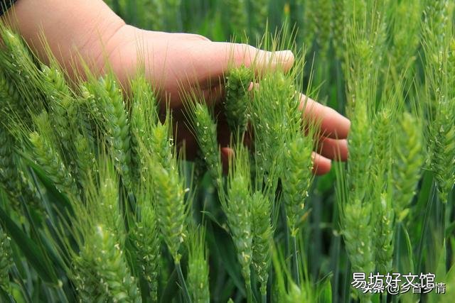 春季小麦如何田间管理施肥？