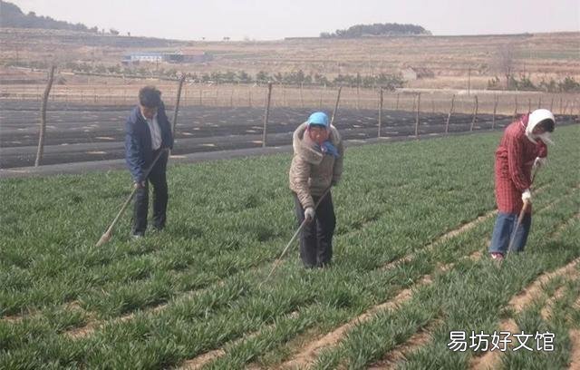 春季小麦如何田间管理施肥？