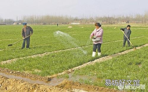 春季小麦如何田间管理施肥？