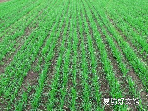 春季小麦如何田间管理施肥？