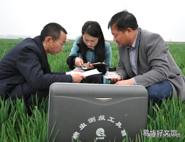 春季小麦如何田间管理施肥？