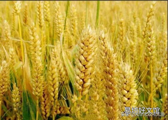 春季小麦如何田间管理施肥？