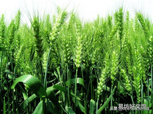 春季小麦如何田间管理施肥？