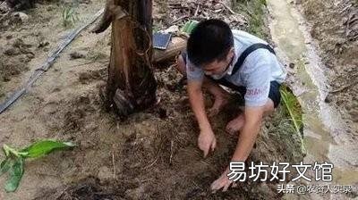 化肥和有机肥有哪些区别?