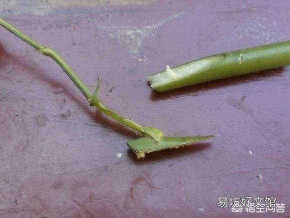 月季和月季能嫁接吗,怎么做?比如粉扇和扉扇?
