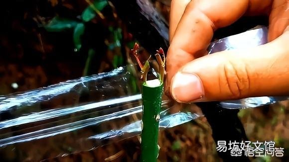 月季和月季能嫁接吗,怎么做?比如粉扇和扉扇?