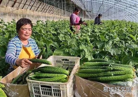 种植黄瓜时,如何提高黄瓜的坐果率?
