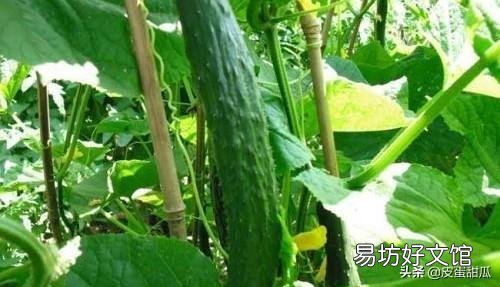 种植黄瓜时,如何提高黄瓜的坐果率?