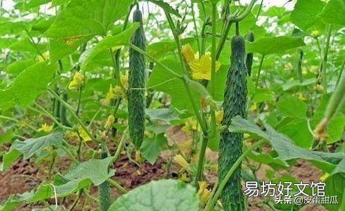 种植黄瓜时,如何提高黄瓜的坐果率?