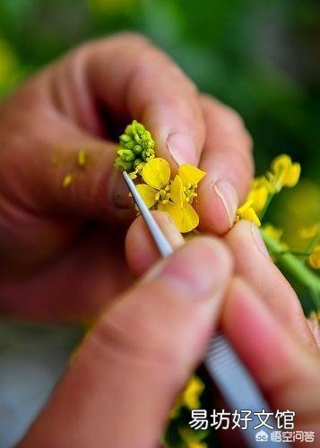 种植黄瓜时,如何提高黄瓜的坐果率?