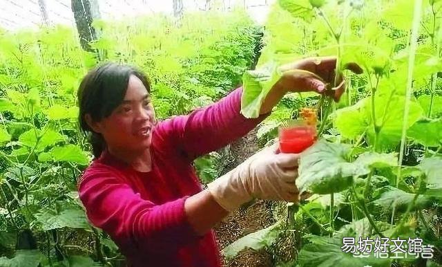 种植黄瓜时,如何提高黄瓜的坐果率?
