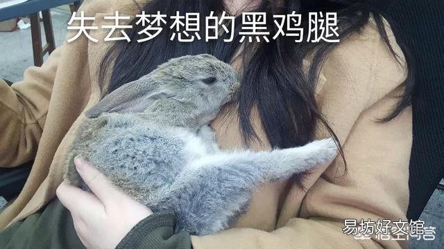 兔子怎么养?