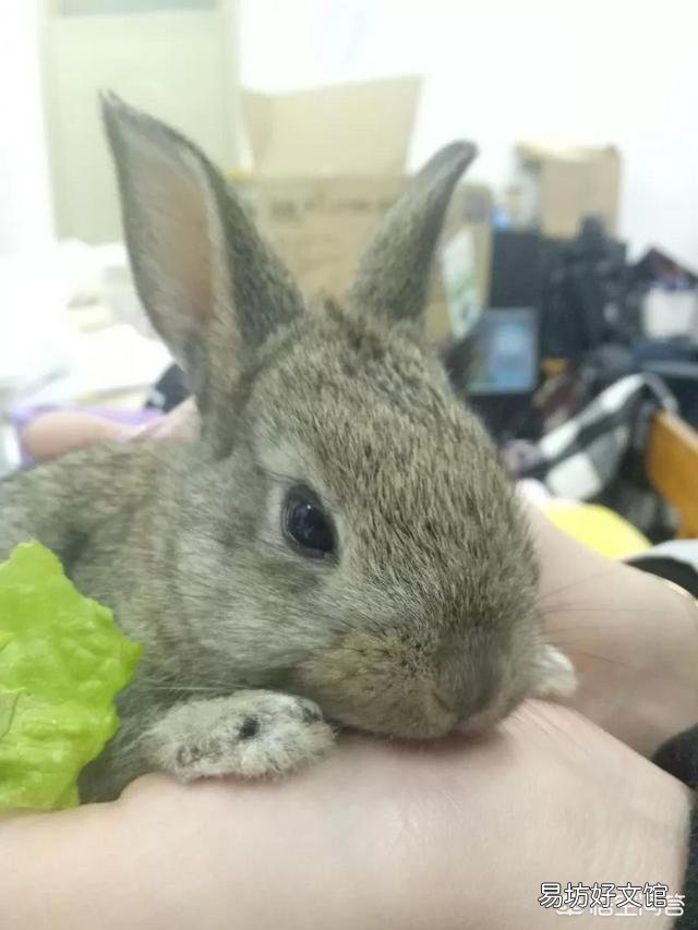 兔子怎么养?
