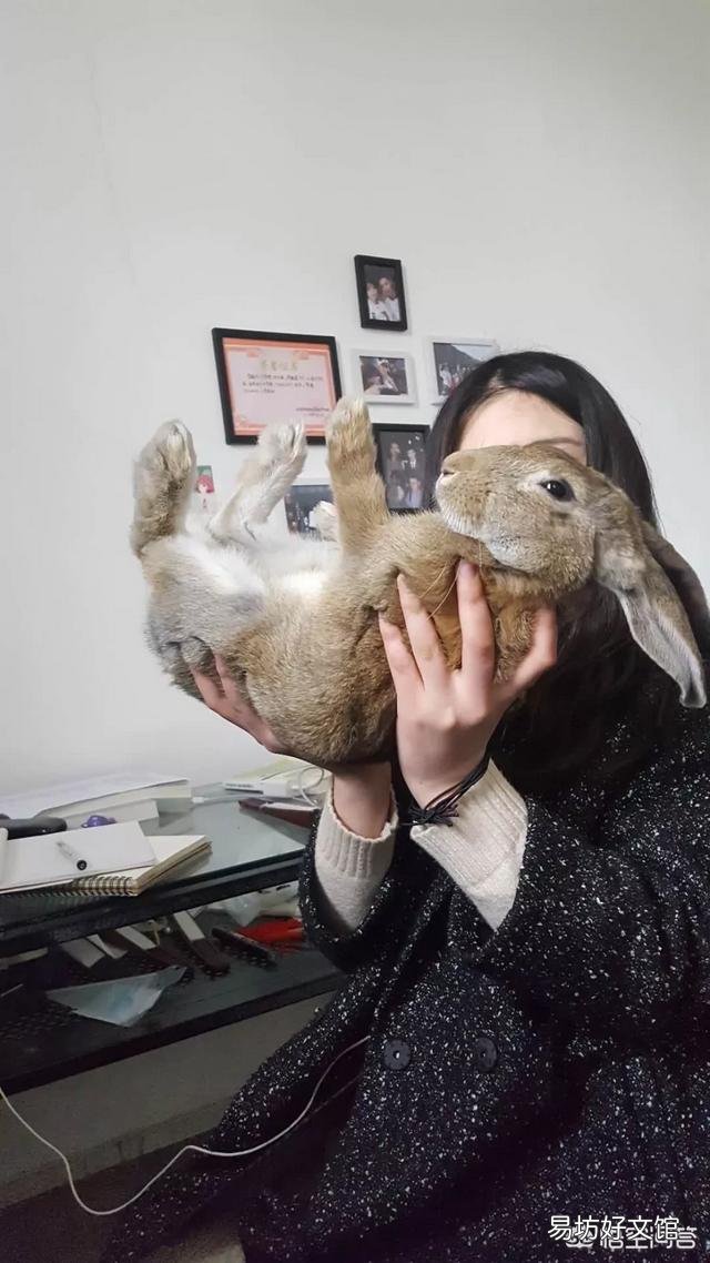兔子怎么养?