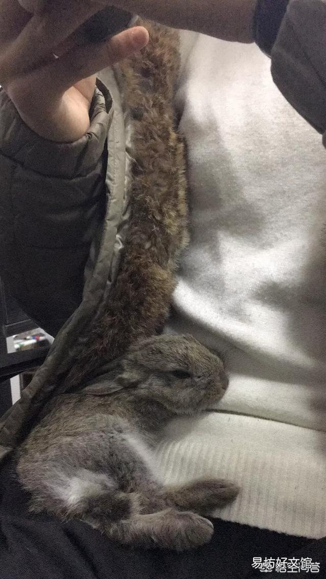 兔子怎么养?