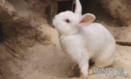 兔子怎么养?
