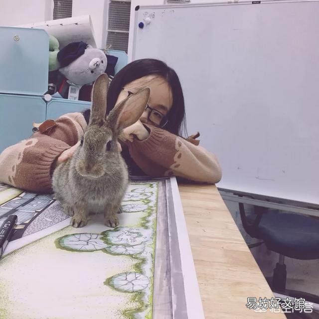 兔子怎么养?