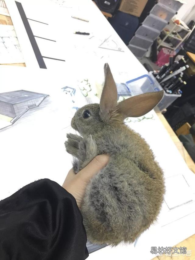 兔子怎么养?