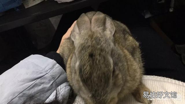 兔子怎么养?
