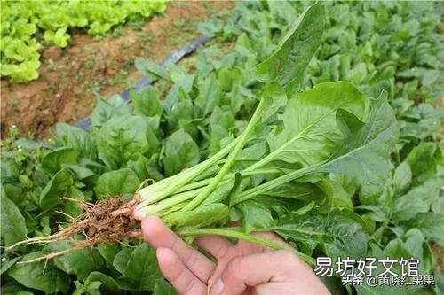 种植菠菜，种子怎样处理才能出苗快？