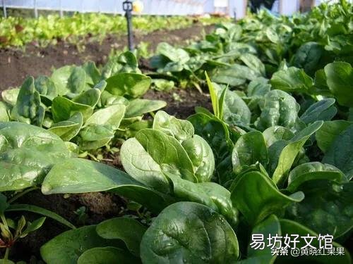 种植菠菜，种子怎样处理才能出苗快？