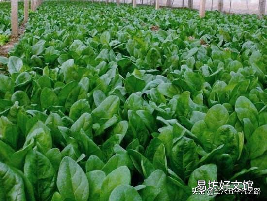 种植菠菜，种子怎样处理才能出苗快？