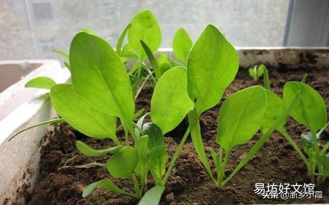 种植菠菜，种子怎样处理才能出苗快？