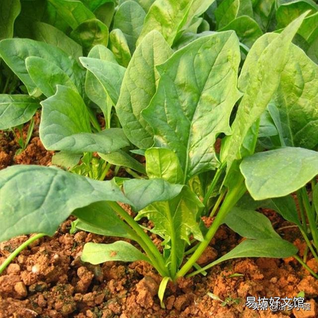 种植菠菜，种子怎样处理才能出苗快？