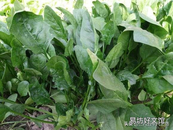 种植菠菜，种子怎样处理才能出苗快？