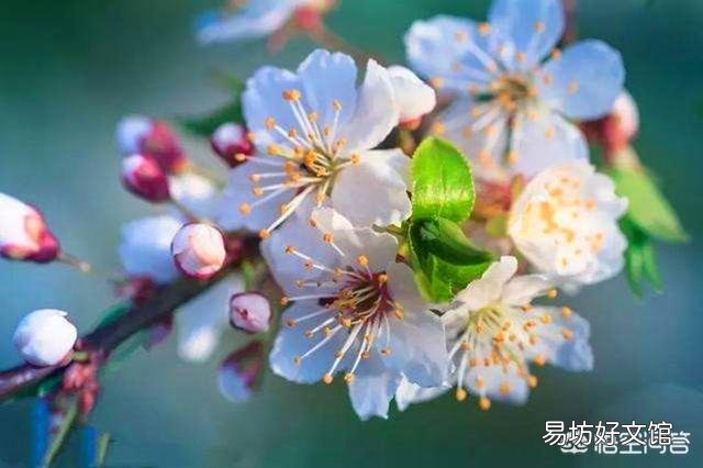 为什么现在好多果树都会发生二度开花的现象?二度开花对果树来年结果有影响吗?