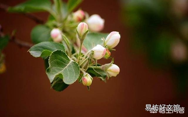 为什么现在好多果树都会发生二度开花的现象?二度开花对果树来年结果有影响吗?